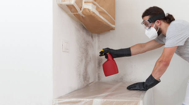 Professional Basement Mold Remediation technician working in Gambrills, MD