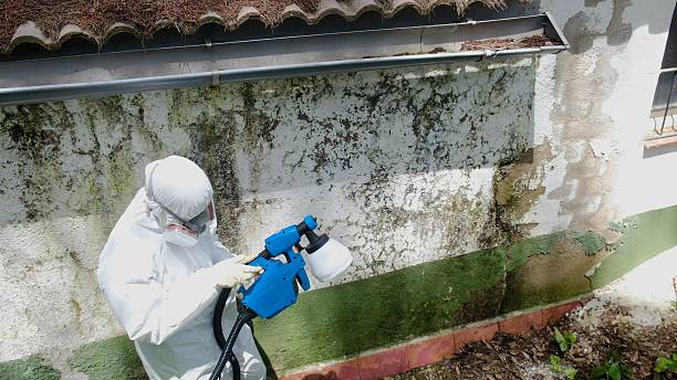 Top rated local Basement Mold Remediation specialists in Gambrills, MD